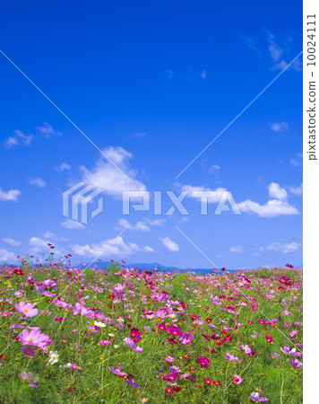 Cosmos cosmos field 10024111