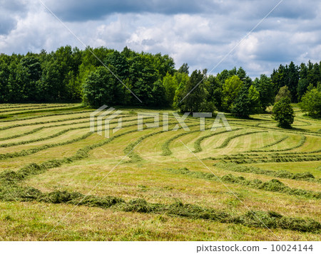 Mowed field 10024144