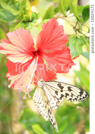 十月沖繩Ogomadara和芙蓉 10024172