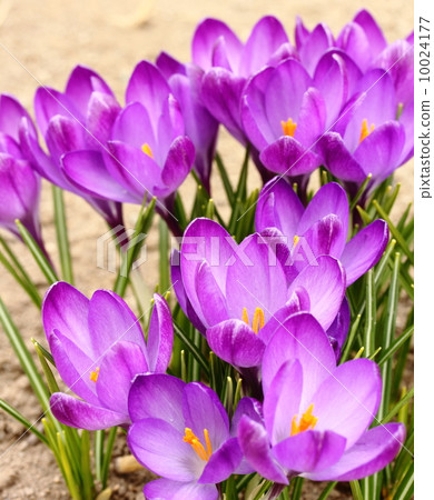 Crocus 10024177