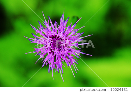 薊花 10024181