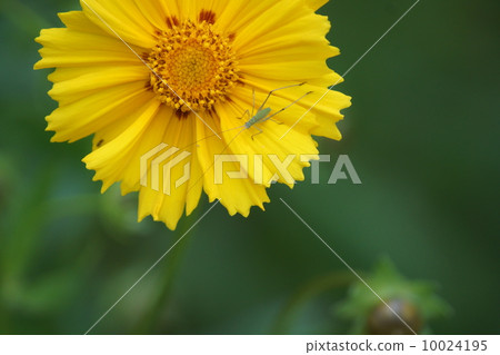昆蟲幼蟲和金菊花(金菊花) 昆蟲幼蟲和金菊花(金菊花) 10024195