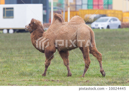 Two-humped camel 10024445