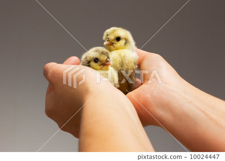Chick on hand 10024447