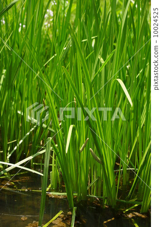 The iris camellia show is here. 10024525