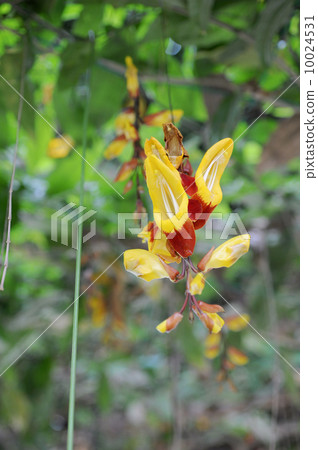 Tsunbergia Myresolesis 10024531