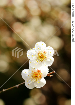 White plum 10024599