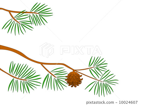 Fur-tree branch Fur-tree branch 10024607