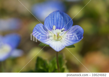 Up of Ouninofugu 10024882