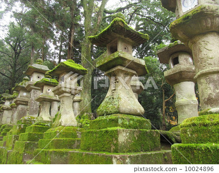 Lantern with moss 10024896