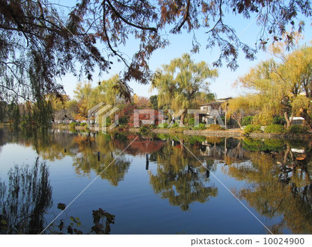 Shakujii池塘在秋天 10024900