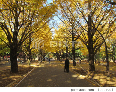 秋葉Koyasu公園 秋葉Koyasu公園 10024901