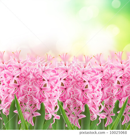 pink hyacinth flowers garden 10025068