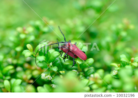 Benicamikiri 10032196