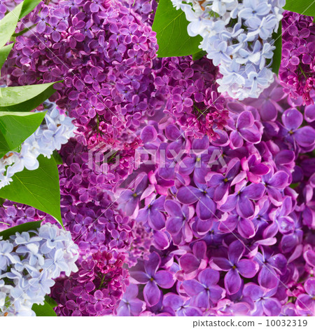 Lylac flowers background Lylac flowers background 10032319