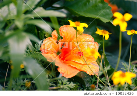 Big tropical flower 10032426