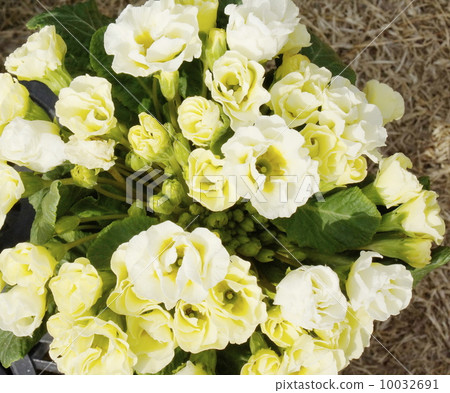 Primula Julien 04 Primula Julien 04 10032691