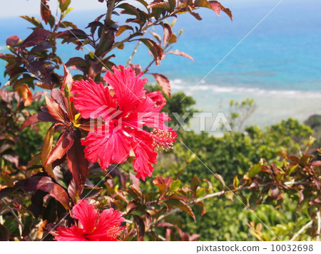 Hibiscus 10032698