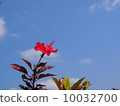 芙蓉和天空 10032700