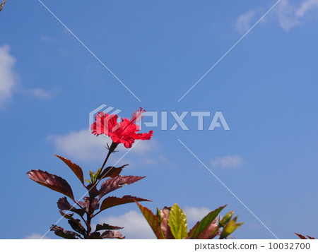 芙蓉和天空 10032700