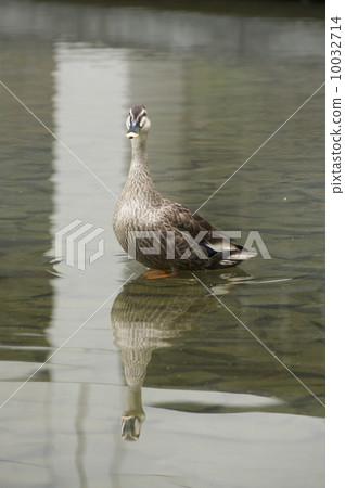 鴨 10032714