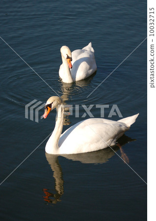 Swan 10032715