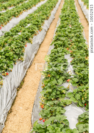 Rows of strawberry plants with silver film at farm Rows of strawberry plants with silver film at farm 10032915