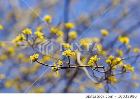 三月花Sanshuyu和Diplomaceae 126 三月花Sanshuyu和Diplomaceae 126 10032980