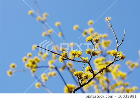 三月花Sanshuyu和家庭125 三月花Sanshuyu和家庭125 10032981