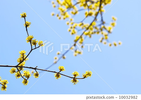 三月花Sanshuyu和Diplomaceae 124 三月花Sanshuyu和Diplomaceae 124 10032982