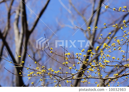 三月花Sanshuu /水木家族123盛開 三月花Sanshuu /水木家族123盛開 10032983