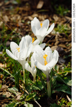 March Crocus和Iridaceae 132 March Crocus和Iridaceae 132 10032984