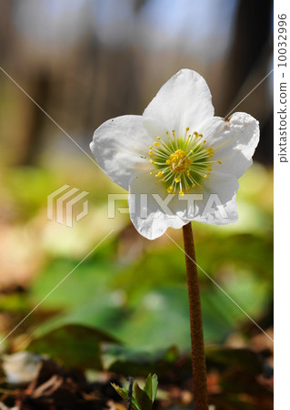 三月花聖誕玫瑰·毛茛家庭62 三月花聖誕玫瑰·毛茛家庭62 10032996