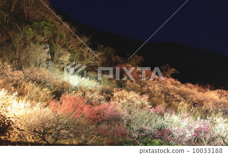 Light up of Yugawara Bairin 10033188