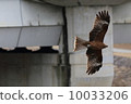 Tobi that flies beside the bridge 10033206