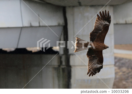 Tobi that flies beside the bridge Tobi that flies beside the bridge 10033206