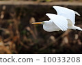 Daisaki crossing while flying 10033208