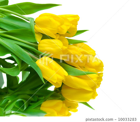 yellow tulips on a white background 10033283