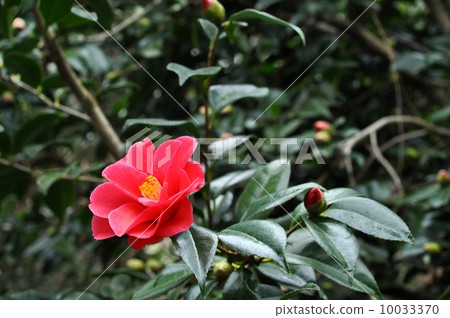 茶花 10033370