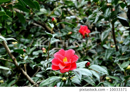 茶花 10033371