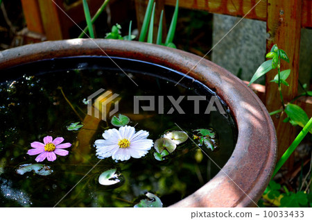 Cosmos of Wenji Temple floating on the water surface 10033433