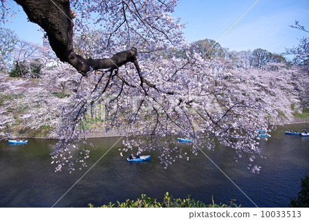 花視圖 10033513