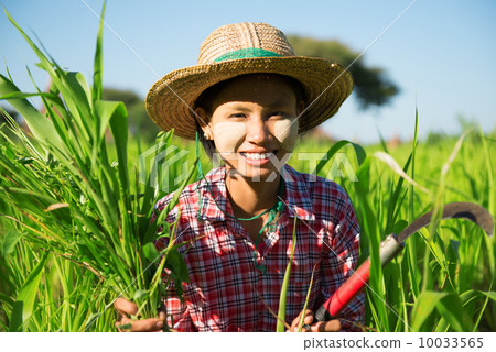 Asian traditional farmer 10033565