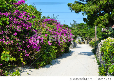 Flowers by the street Flowers by the street 10033733