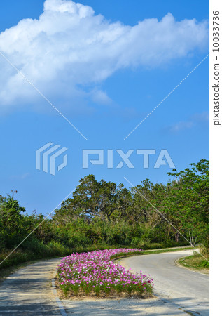Pink flower bed Pink flower bed 10033736