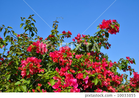 Red Flowers Red Flowers 10033855