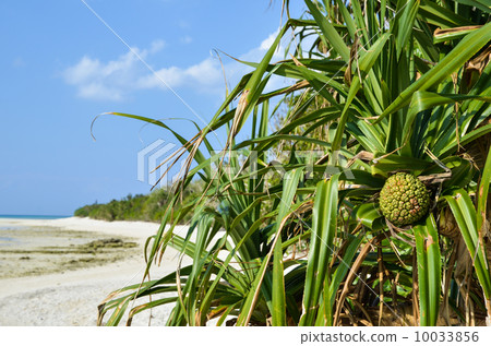 Tropical fruit Adan Tropical fruit Adan 10033856