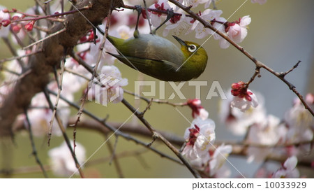 梅花和梅佐 梅花和梅佐 10033929