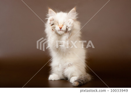 Siberian forest kitten Siberian forest kitten 10033949