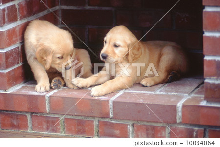 A good friend Golden retriever 10034064